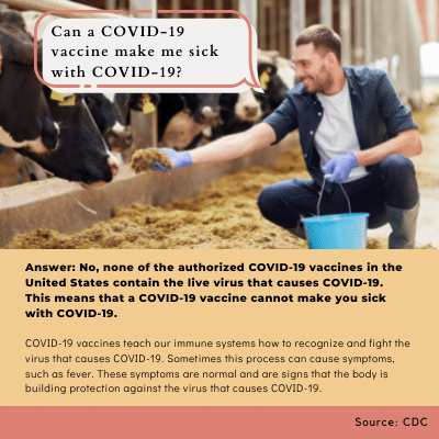 white man petting a cow