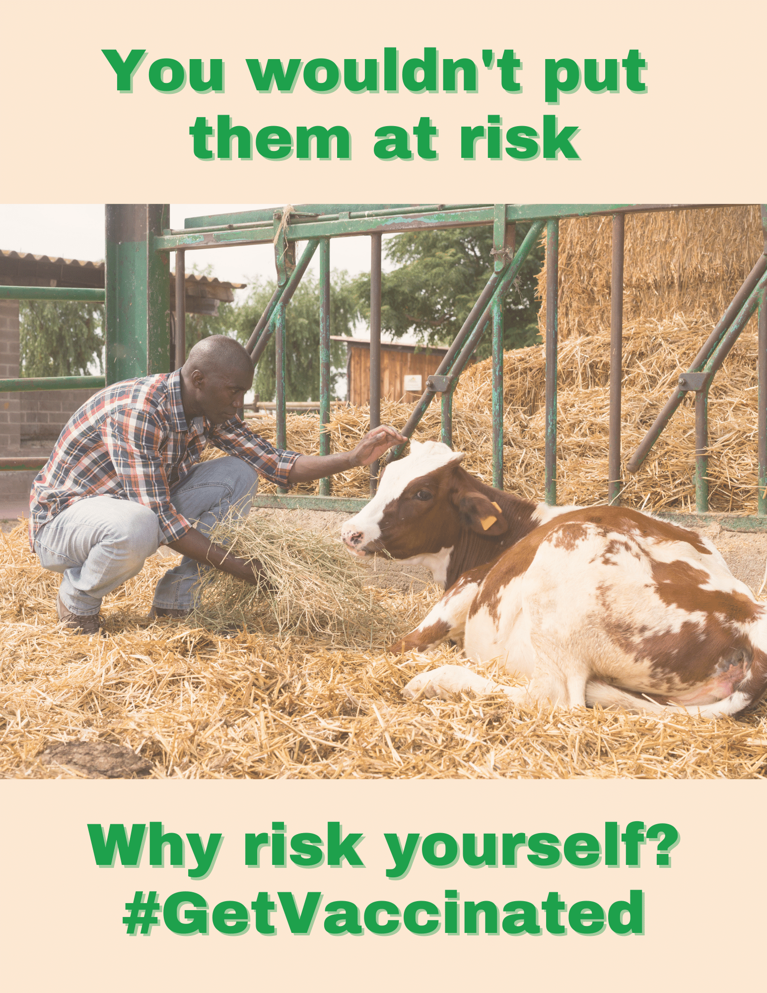 black man kneeling in a barnyard petting a cow