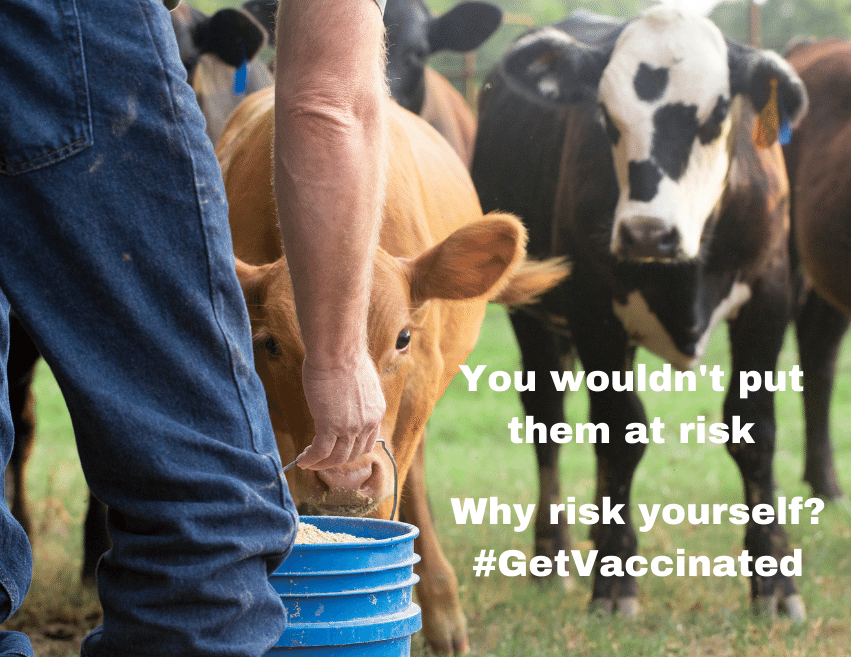 white hand pulling food out of a bucket with a pig and cows in the background
