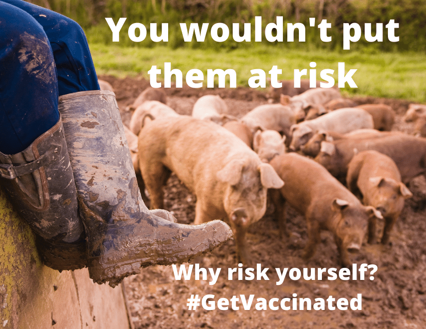 muddy boots with pigs in a pen in the background