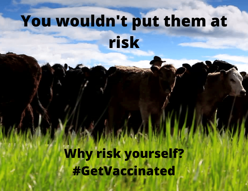 herd of cows in a pasture